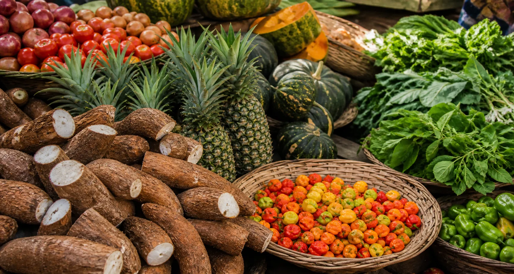 Illustrative concept for All Cocoa Farmers Cooperative